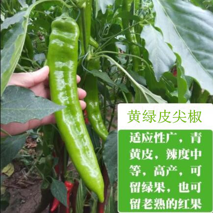 隆化卖薄皮辣椒苗,丰宁大果牛角椒苗育苗厂2026