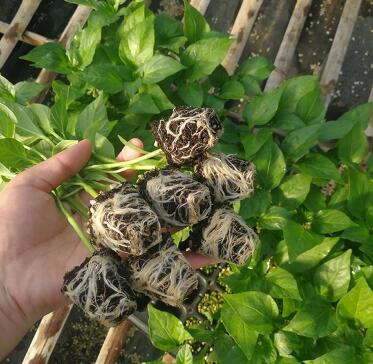 宽城薄皮螺丝椒苗,围场哪里育大果黄绿辣椒苗2026