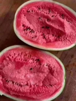 曲阳育2k西瓜苗厂,徐水专业嫁接西瓜苗基地2026