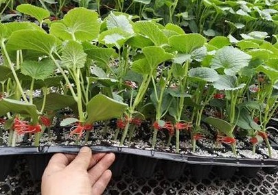 浚县哪有育美都西瓜苗,鹤壁嫁接2k西瓜苗厂家2026